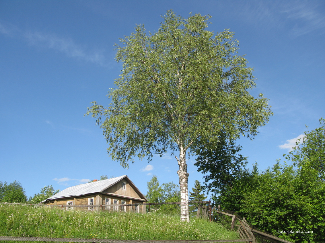 Выльгорт 2014