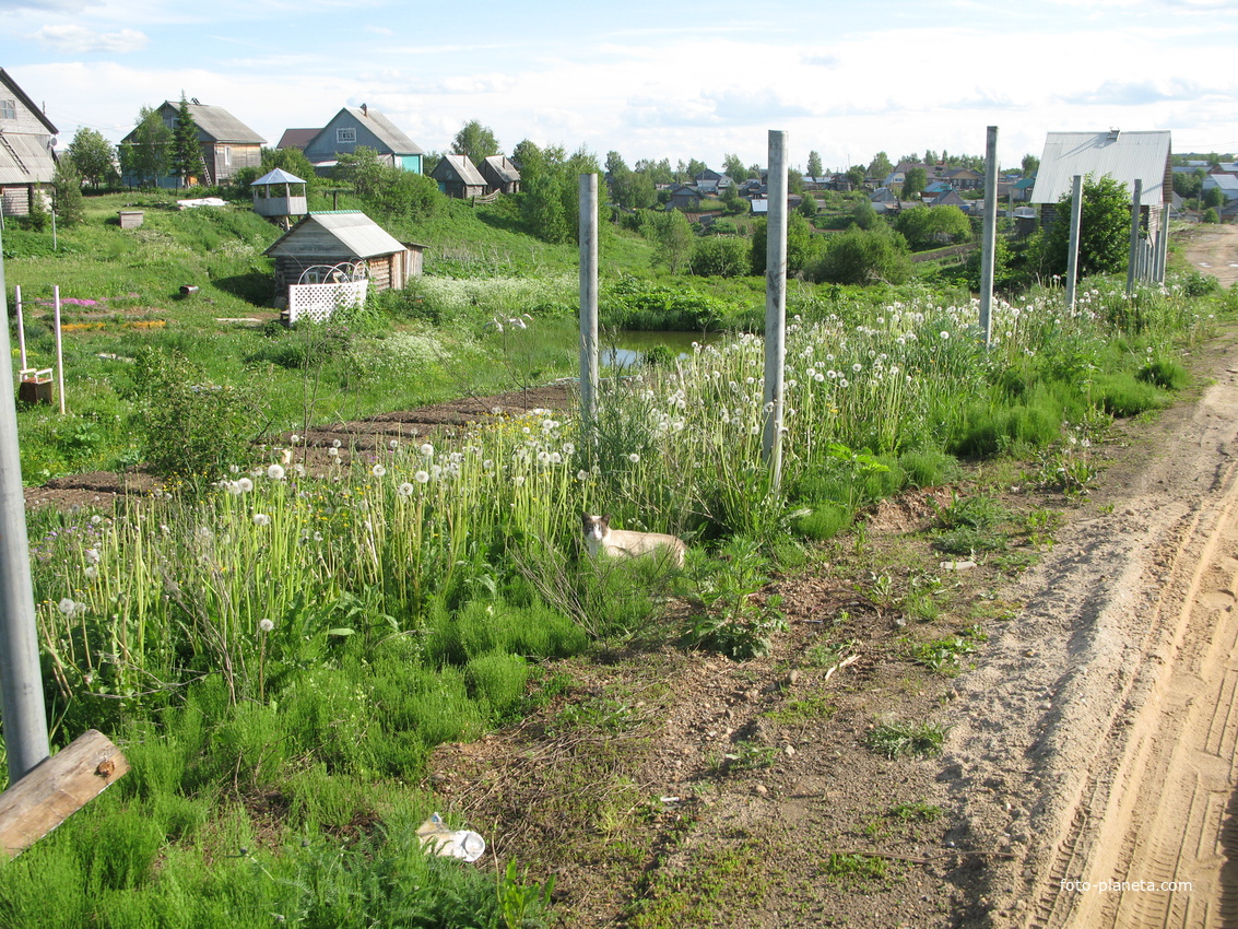 Выльгорт 2014 - ул. Вавилина