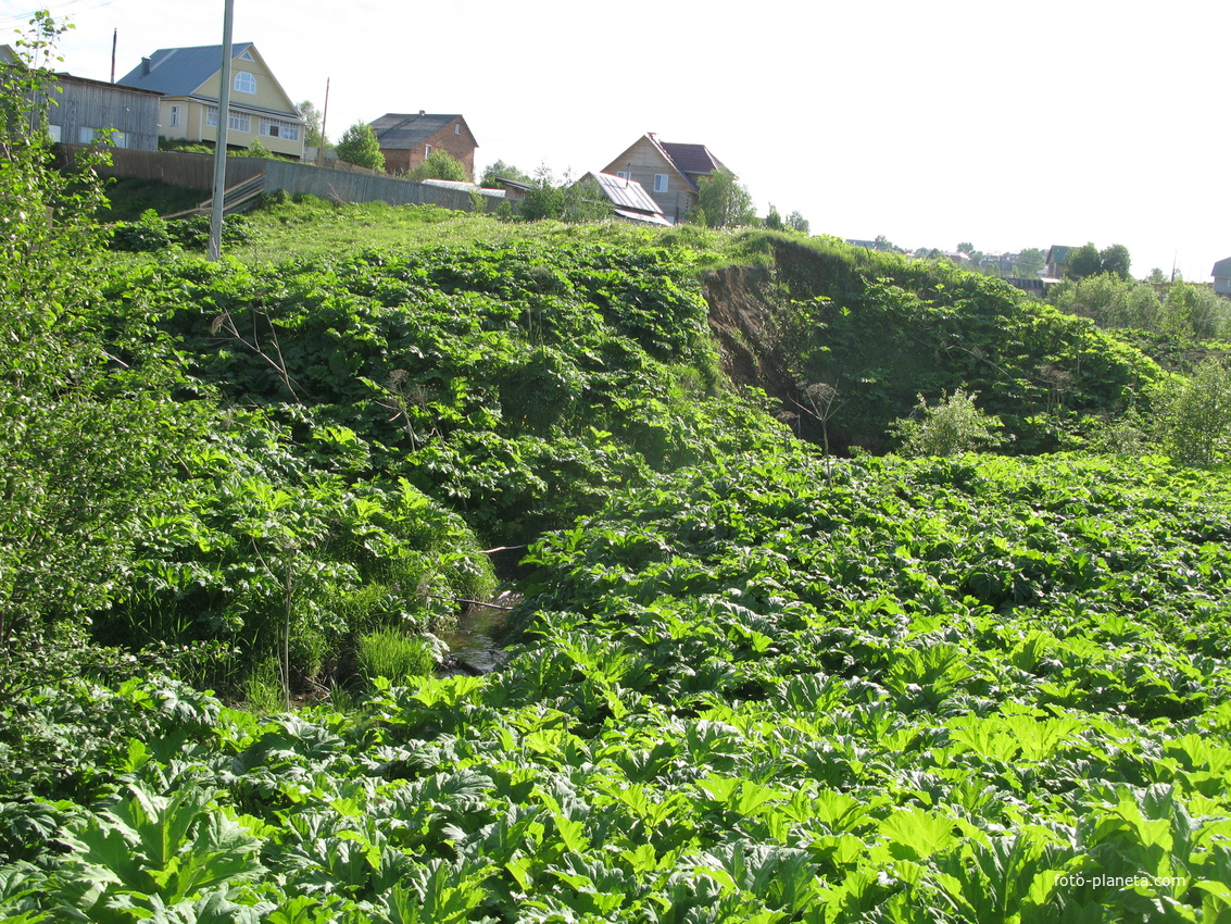 Выльгорт 2014