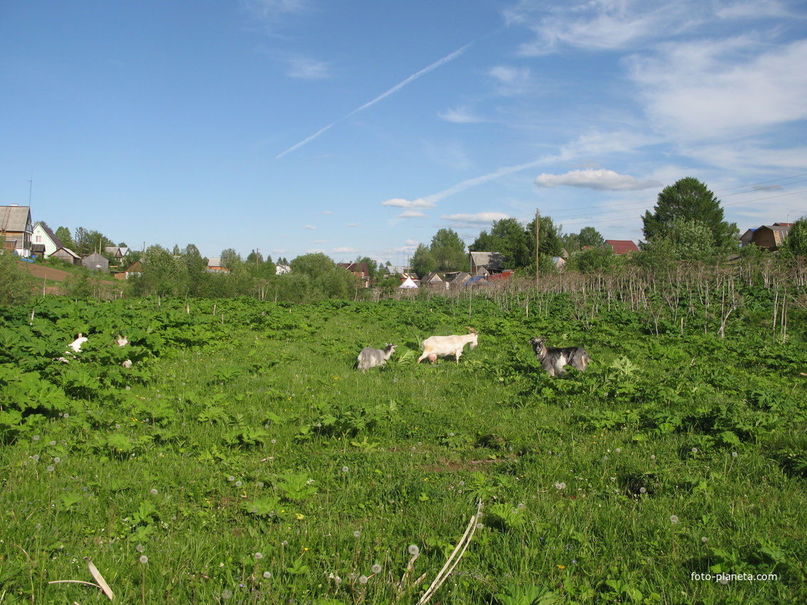 Выльгорт 2014