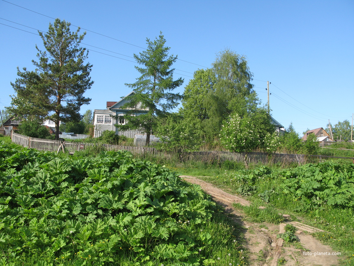 Выльгорт 2014