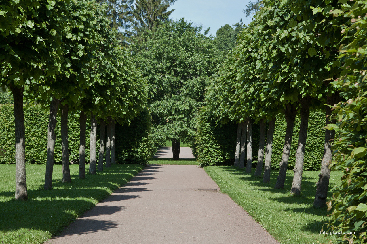 Аллея в парке