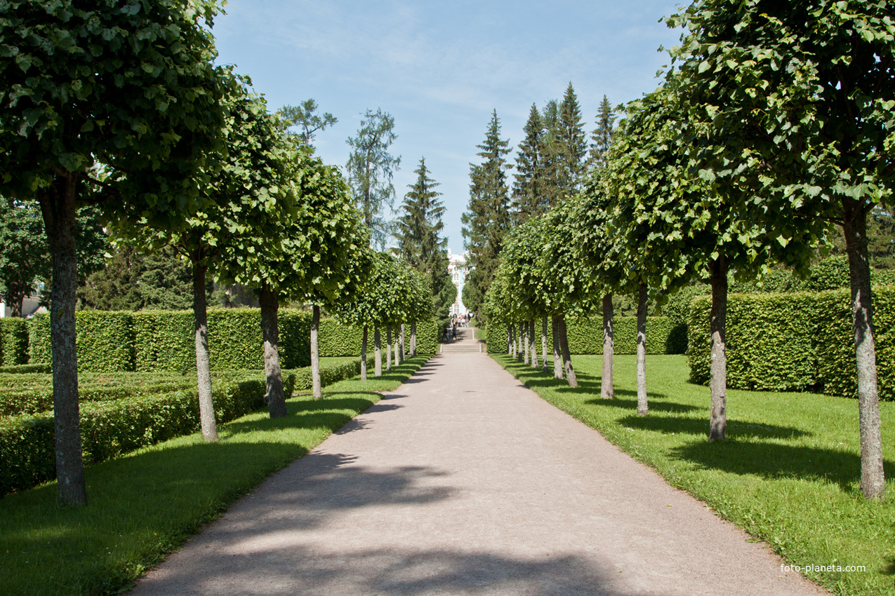 Аллея в парке