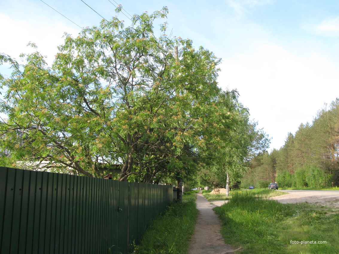 пос. Краснозатонский (Сыктывкар) 2014 - ул. Трактовая