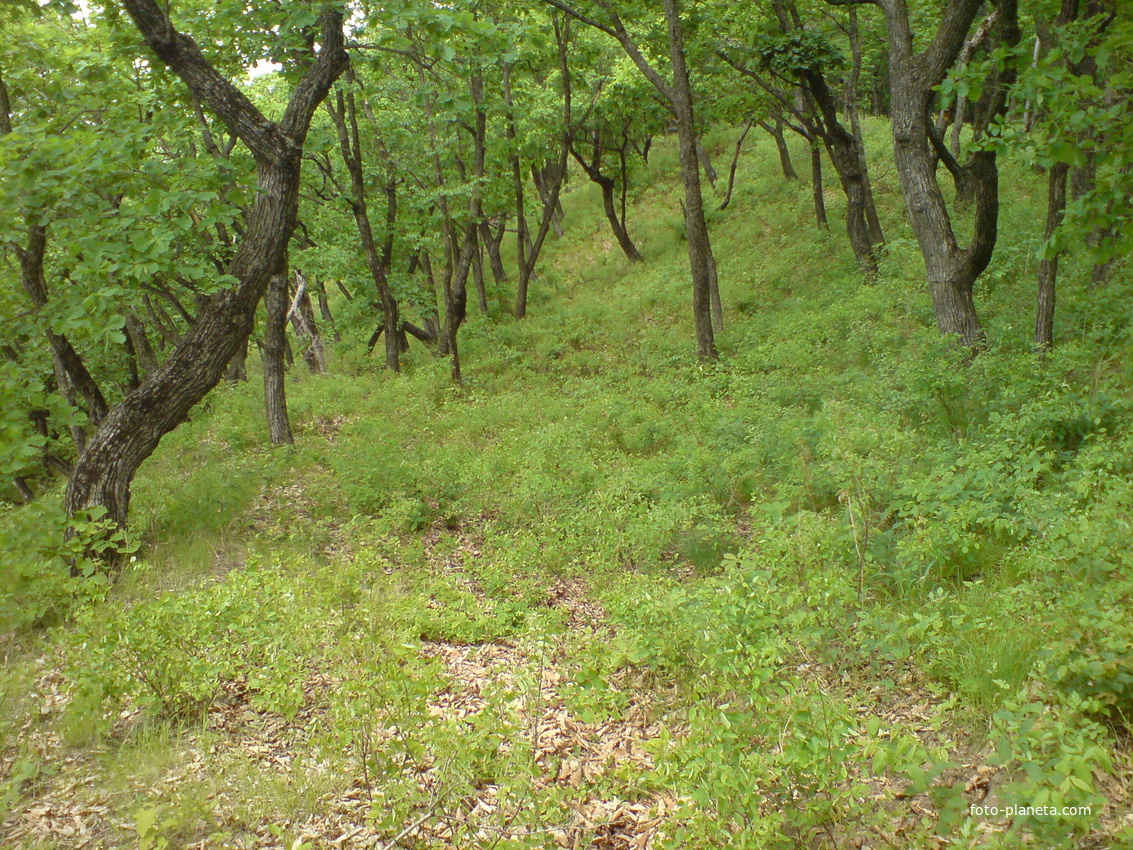 Внутреннее заселение Бохая.