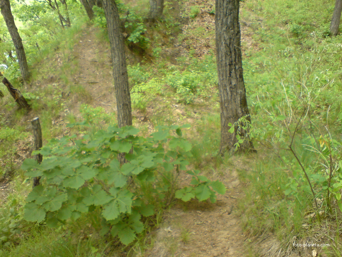 Крепостной вал.