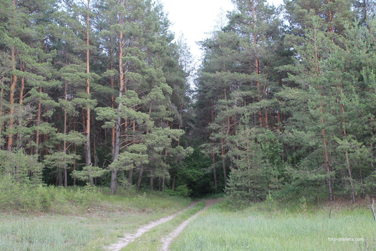 лес у села Солдатское