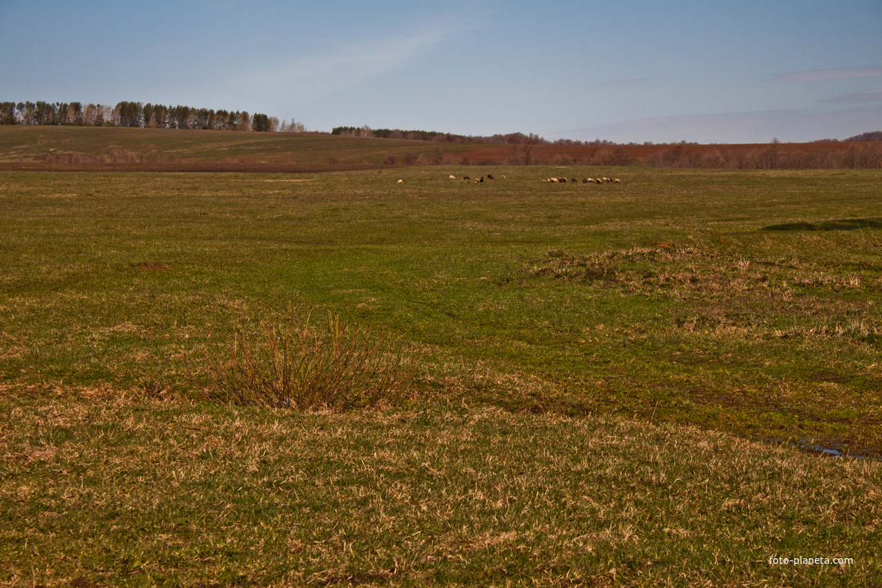 Алтаевские поля
