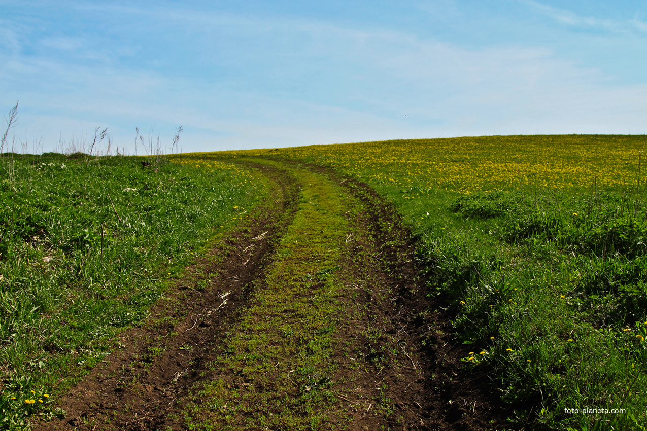 Дорога в поле