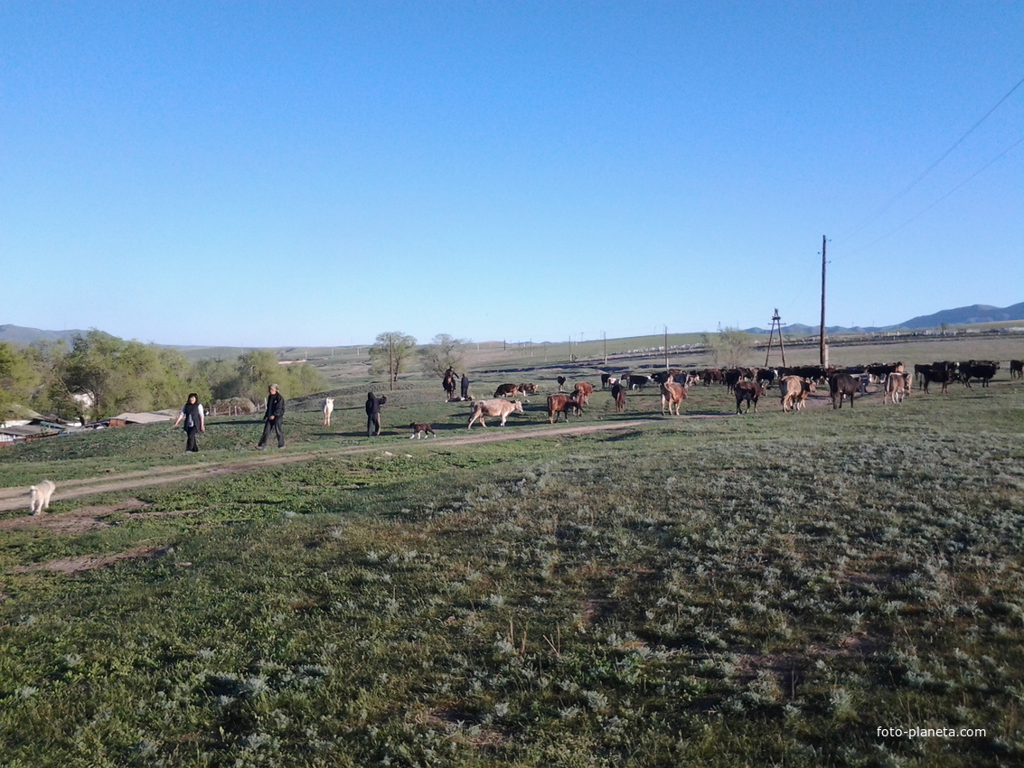 с.Каспан. Выгон коров в табун.