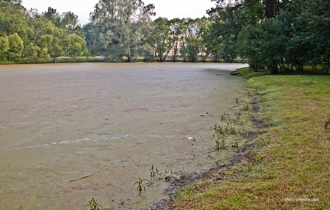 Кухонный пруд