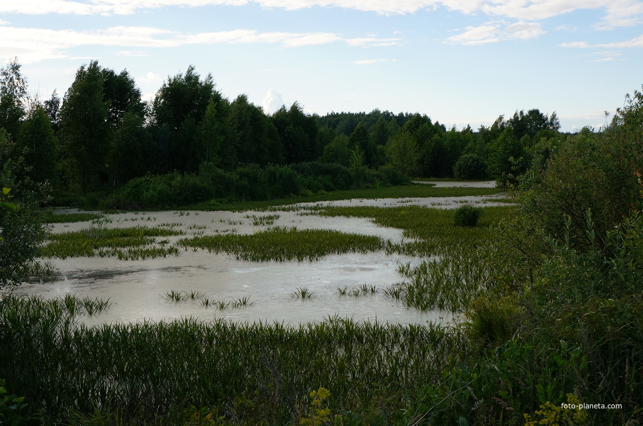 Белопесоцкий