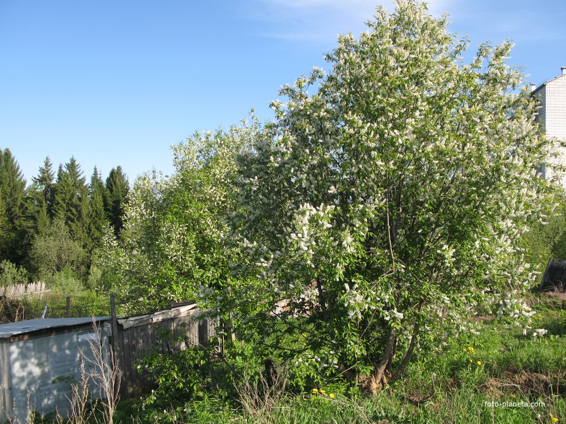 Сыктывкар 2014 -  ул. Тентюковская