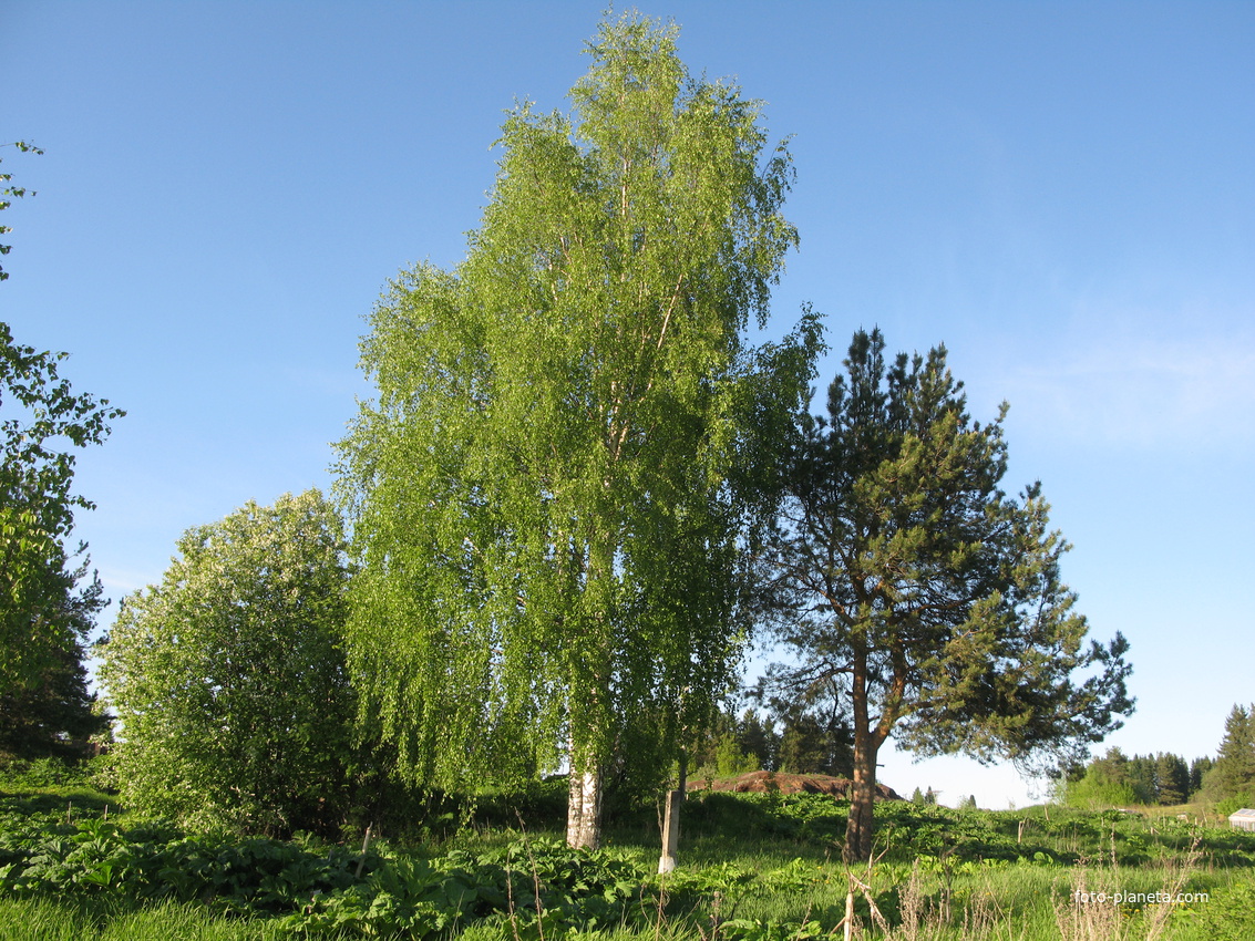 Сыктывкар 2014