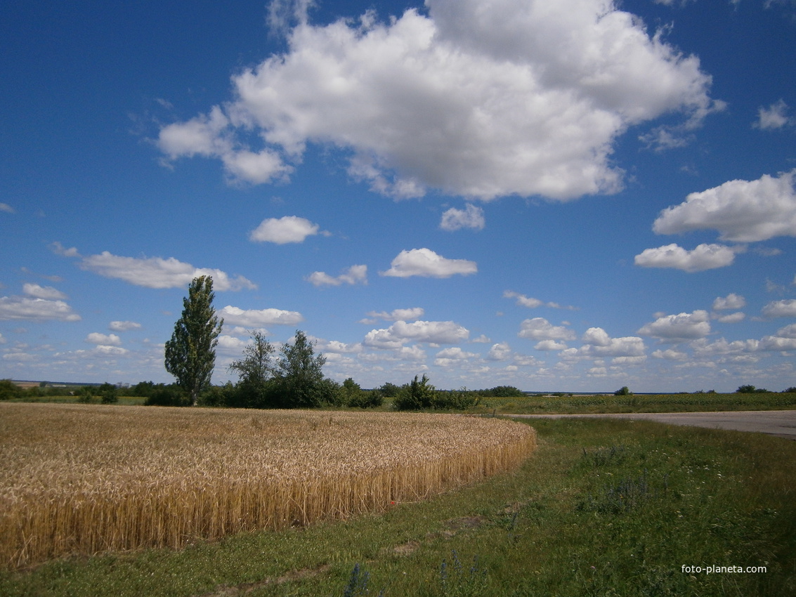 Золотое пшеничное поле, с. Благодатное.