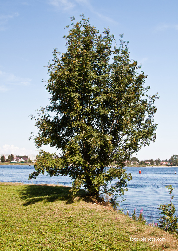 На острове Ореховом