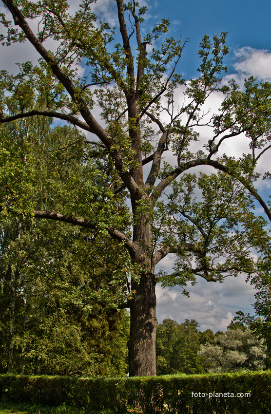 Павловский парк