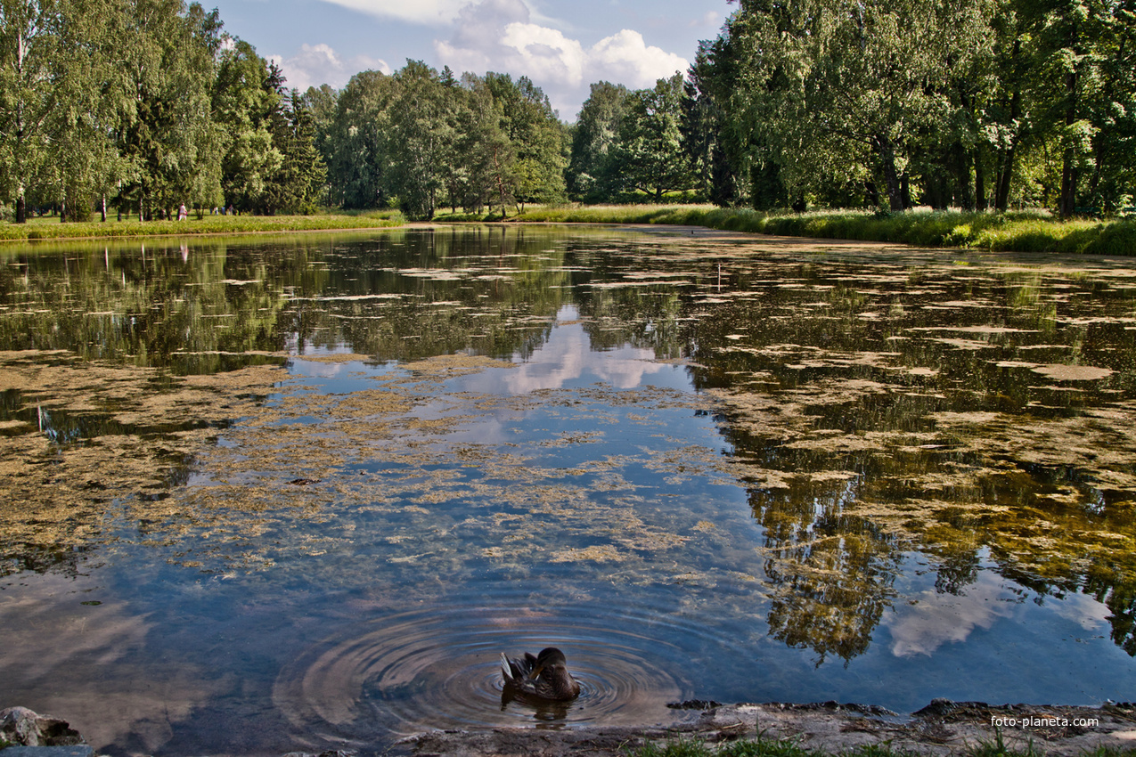 Большой Розовопавильонный пруд