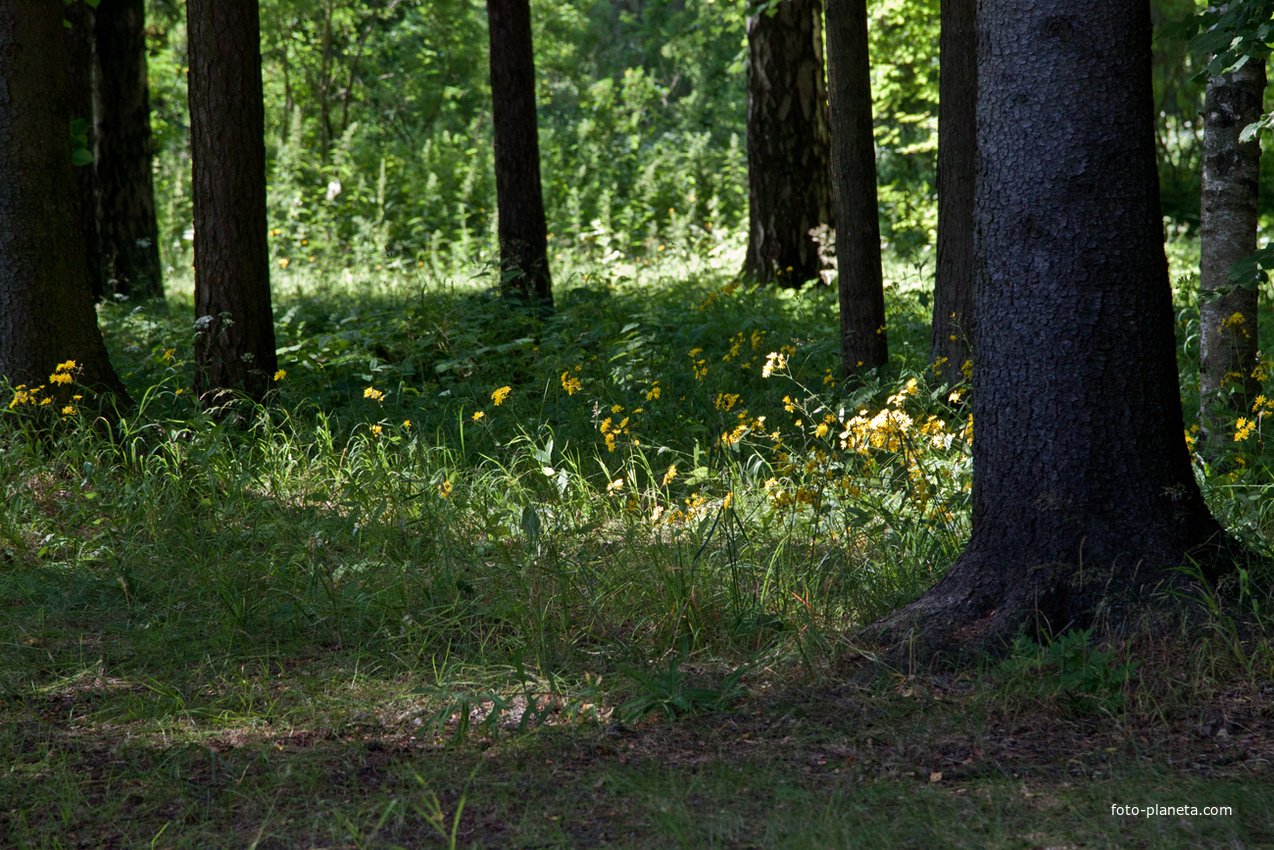 Павловский парк