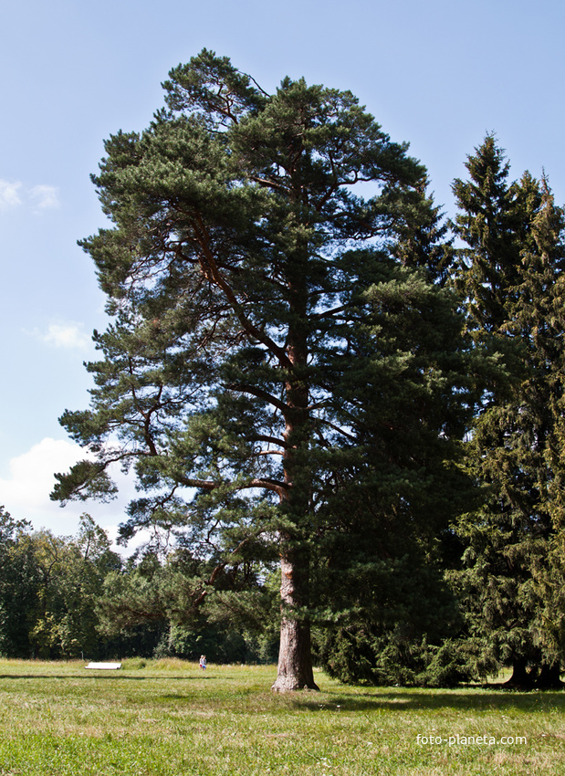 Павловский парк