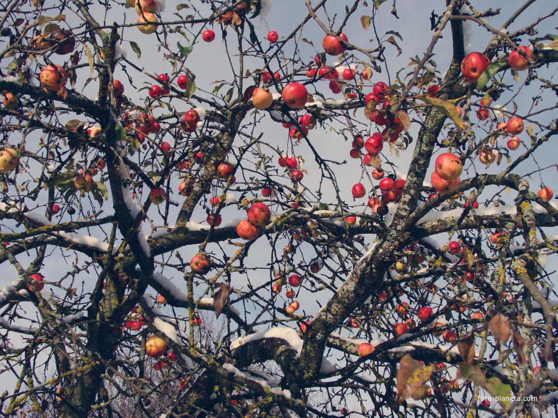 Першы снег. Чырвоныя яблыкi. 2013год.