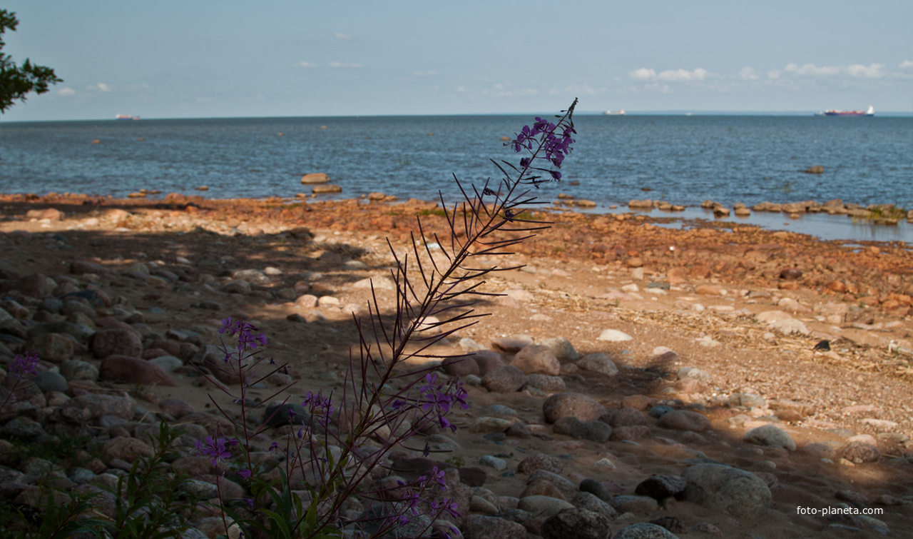 Финский залив