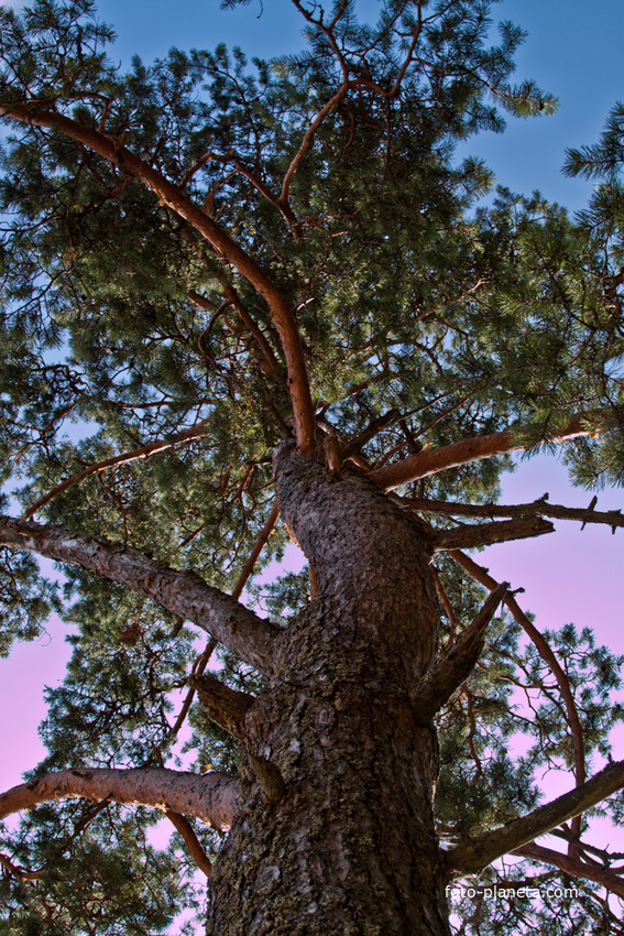 Природа на Финском заливе