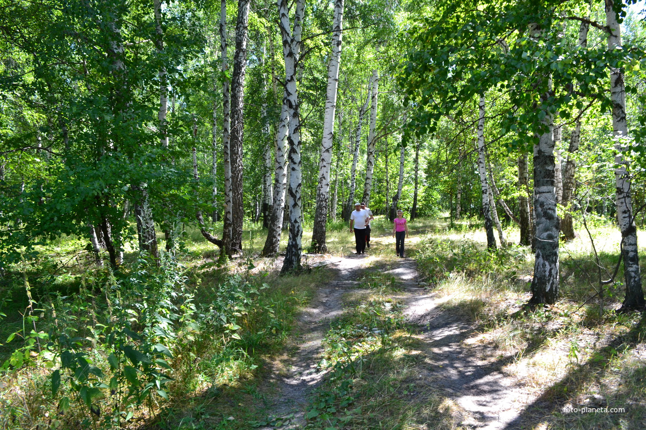 В поисках грибов (Вице-Смильтэнэ)