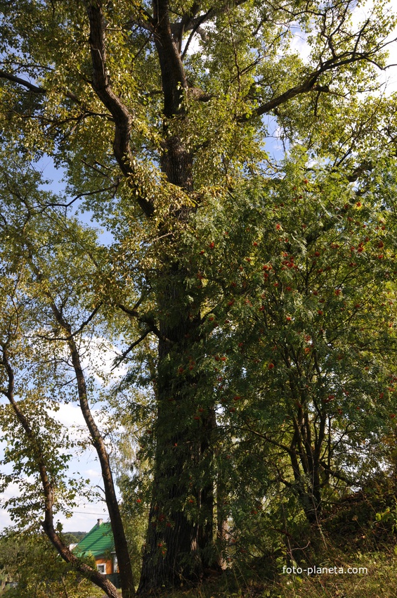 Столетние деревья у входа в Храм Михаила-Архенгела