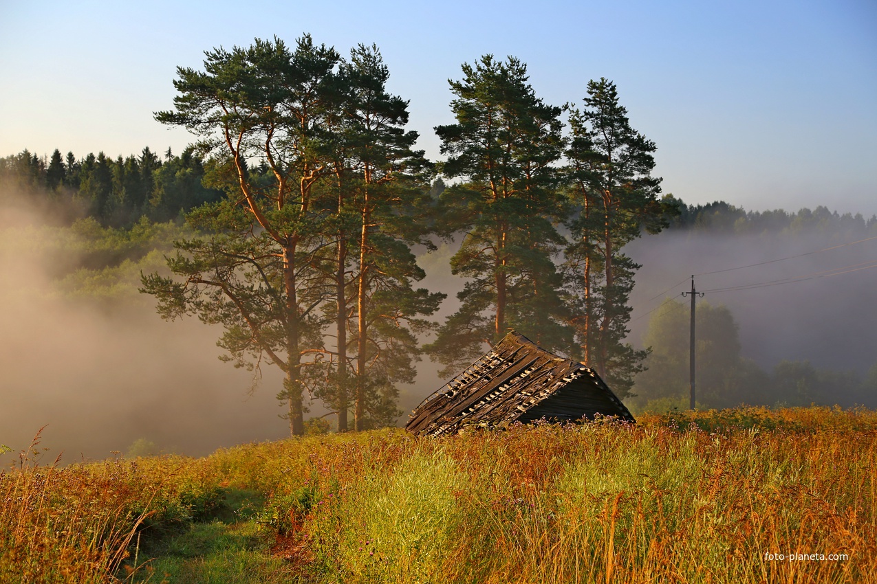 Сосны.