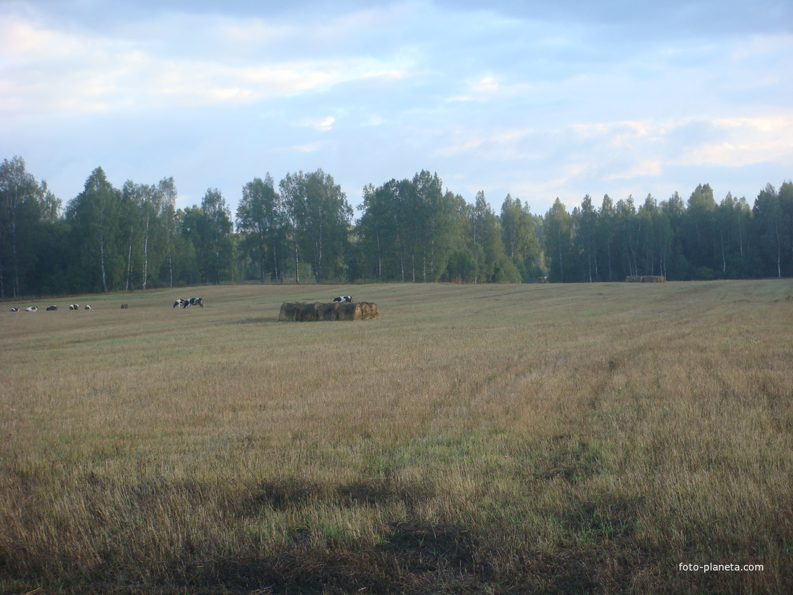 Осеннее поле