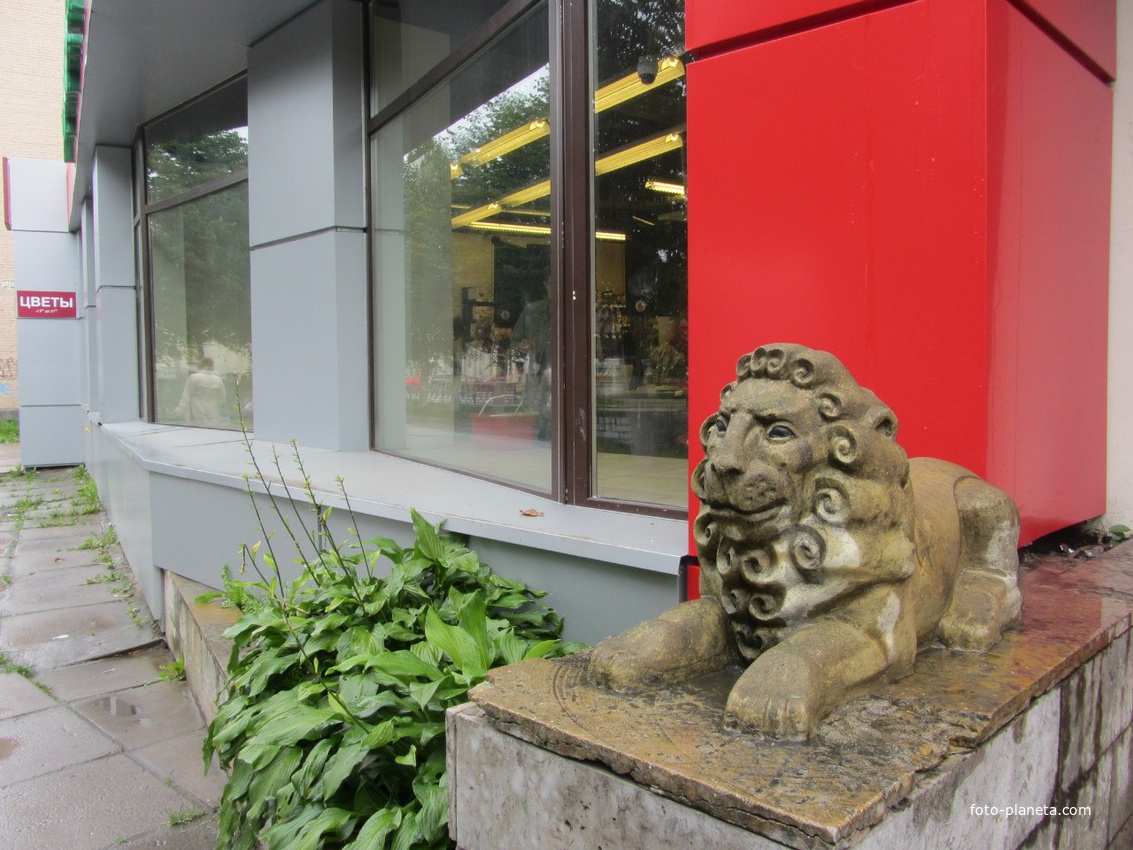 Львенок около супермаркета  SPAR