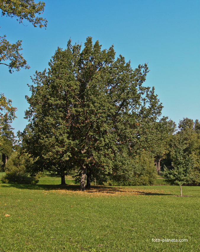 Александровский парк