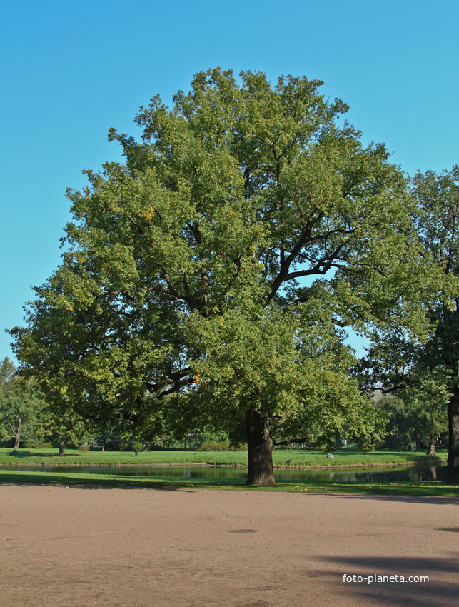 Александровский парк