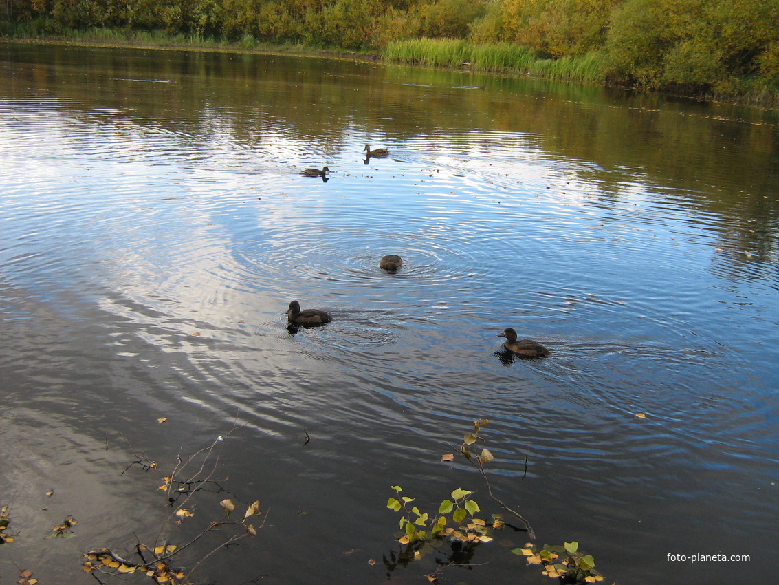 Семейка уток на озерке в пос. Лейпи