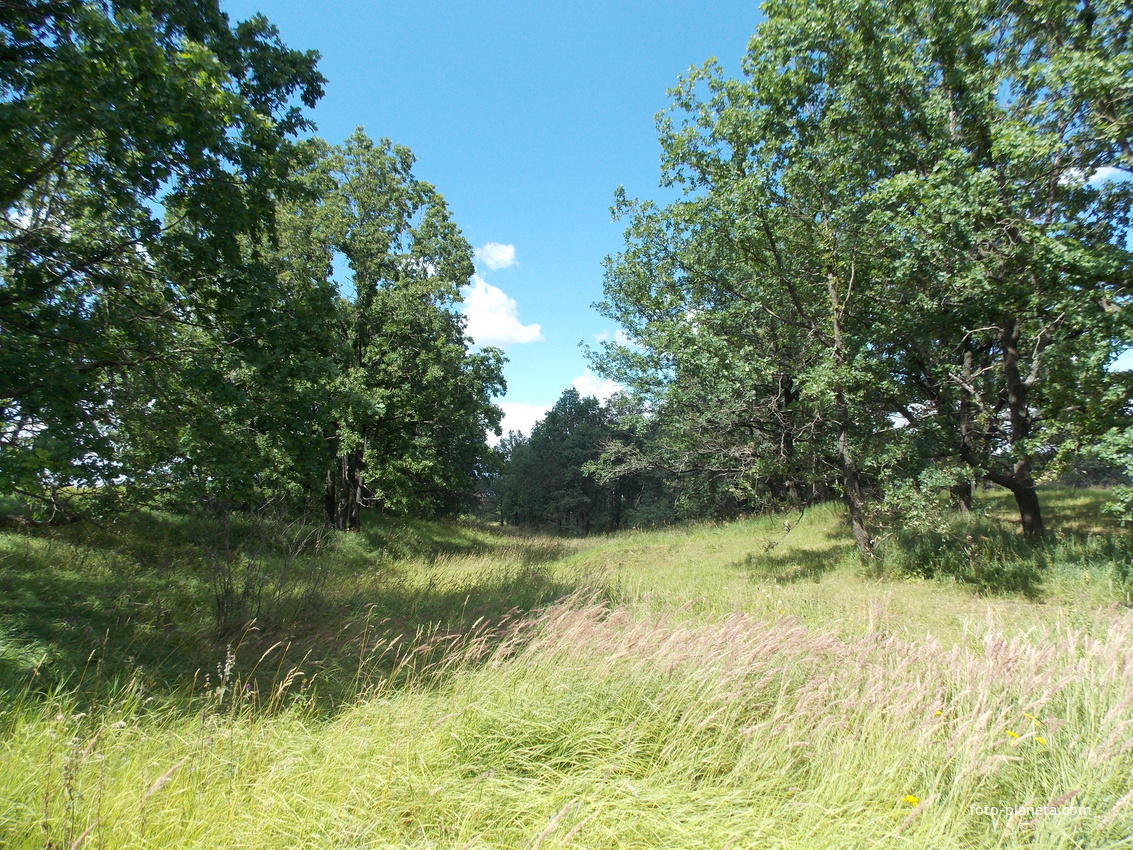 Дубовая роща