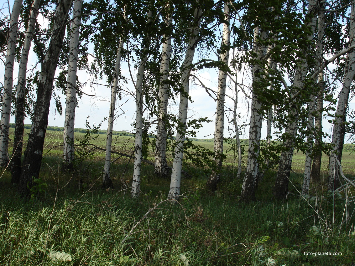 В посадках у Алексеевки