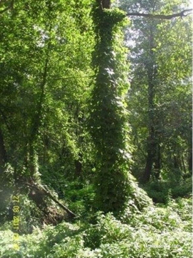 &quot;Захмелевшее&quot; дерево в лесу за деревней Стенинская
