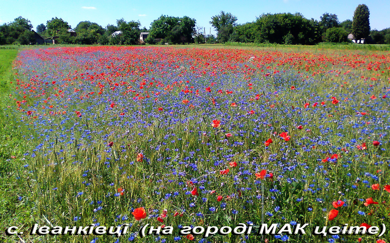 с. Иванковцы. Мак цветёт.