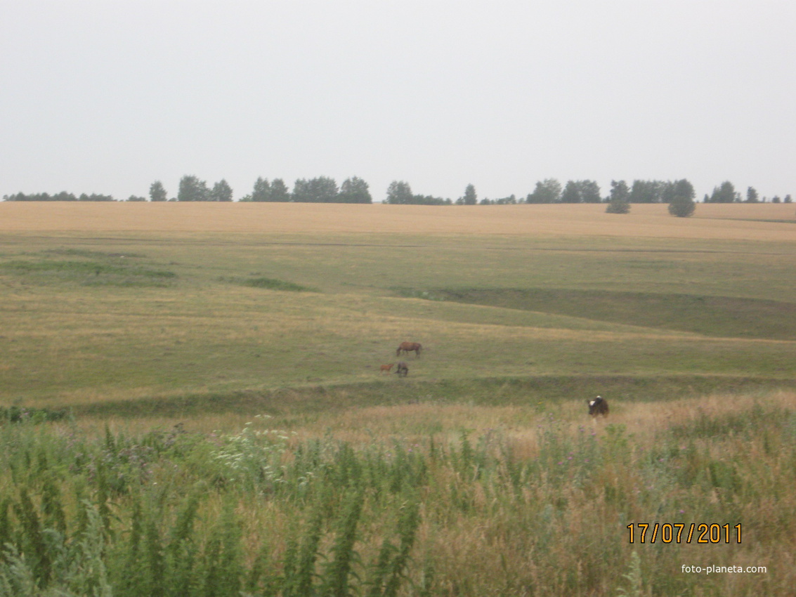 д. Самохваловка, окресности