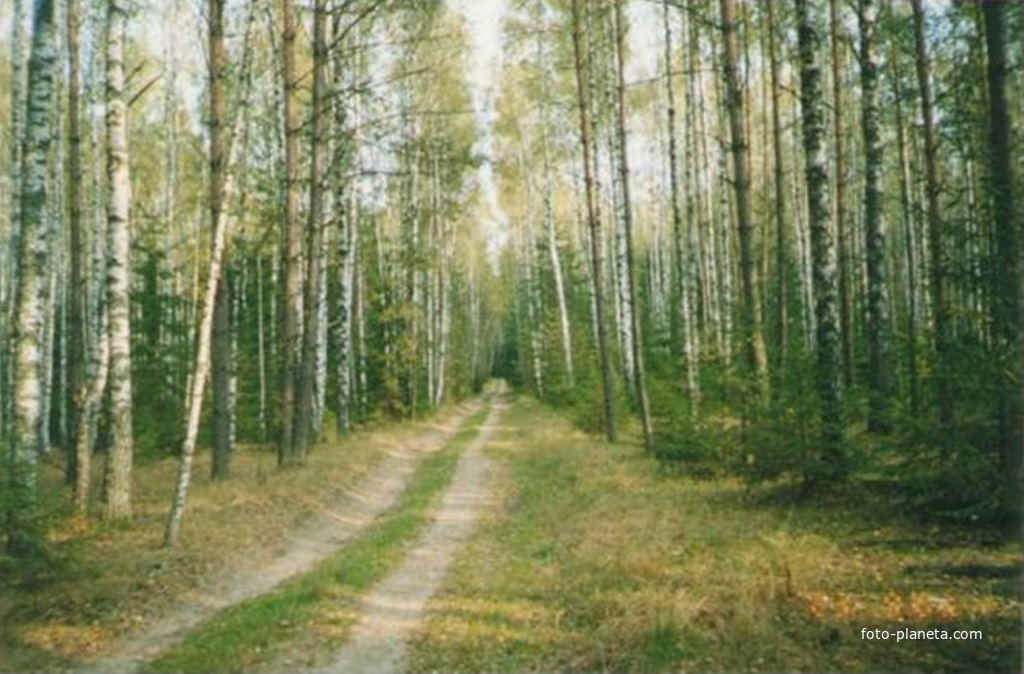 В лесу за деревней Халтурино по дороге к селу Пашнево