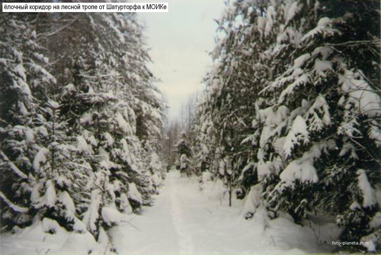 Ёлочный коридор на лесной тропе от Шатурторфа к МОИКе