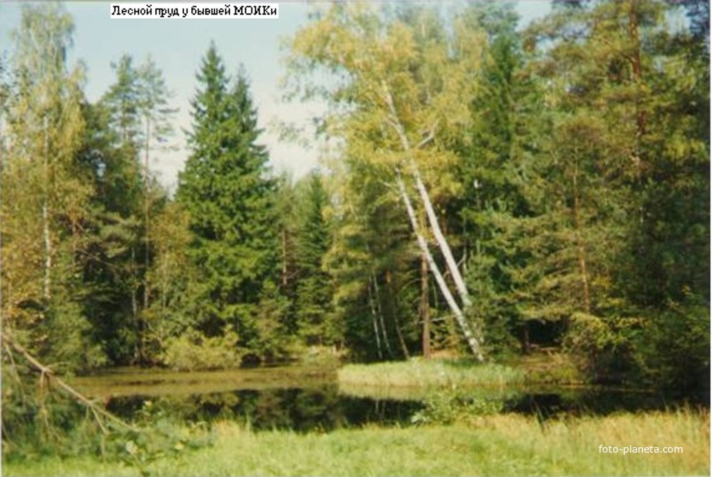 Лесной пруд у бывшей МОИКи за Шатурторфом