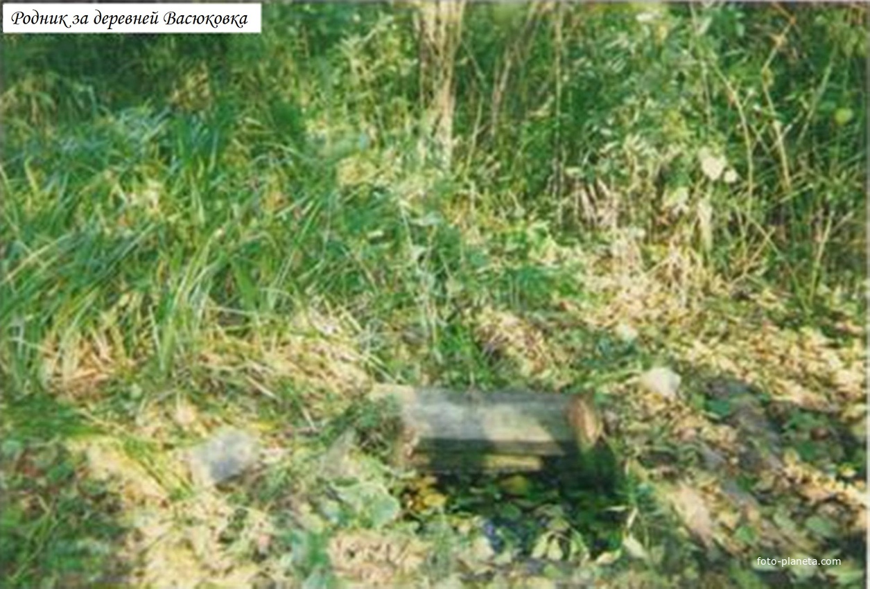 Родник за деревней Васюковка