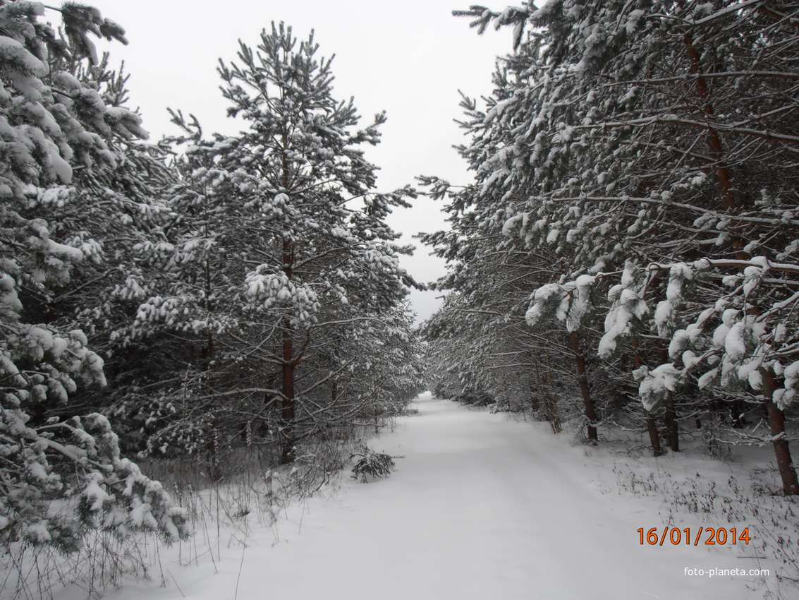 Зима в лесу возле д. Семиричи