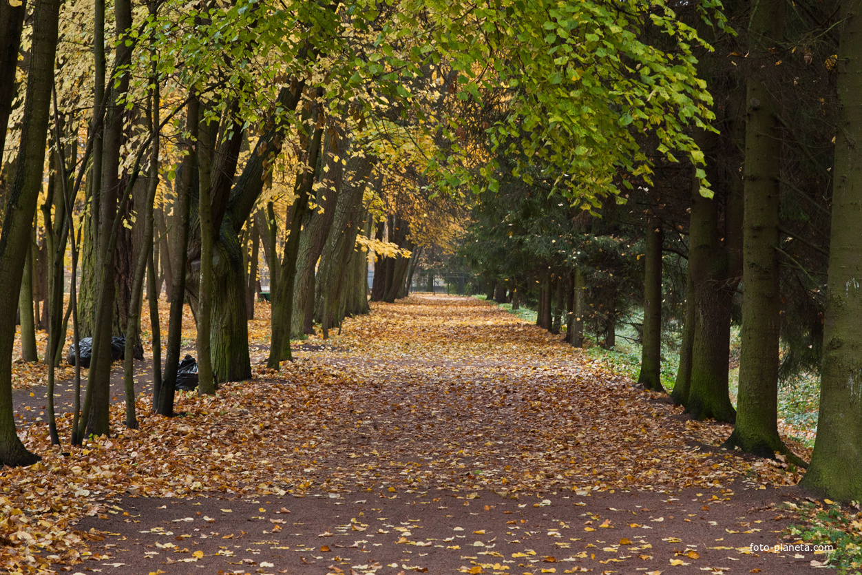 Аллея в Дворцовом парке