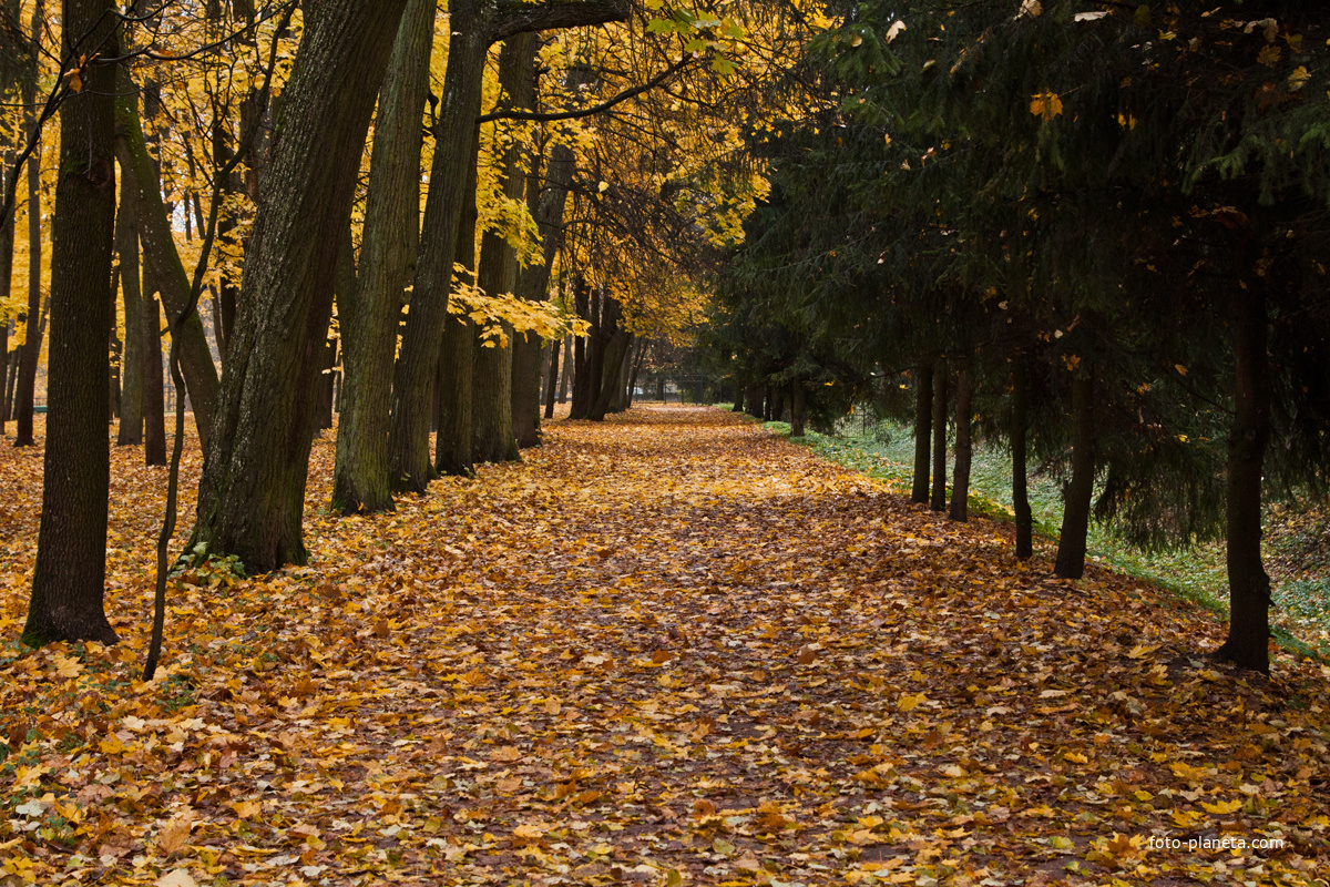 Аллея в Дворцовом парке