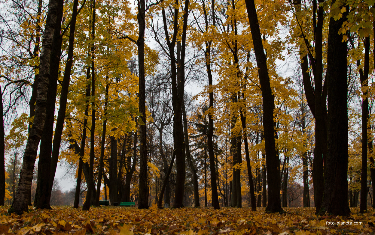 Дворцовый парк