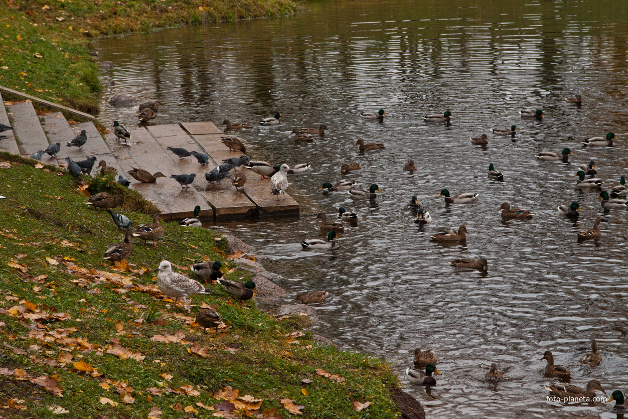 Карпин пруд