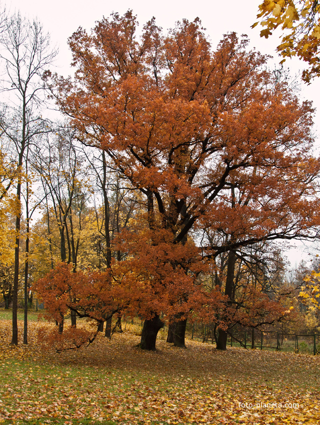 Дворцовый парк